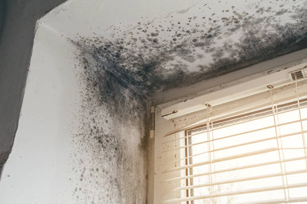 Trusted Mold Inspection service in Ward, CO - Cheap Mold Removal